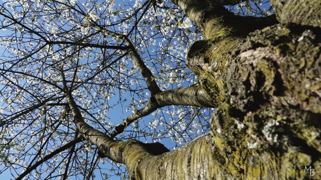 Marian Buurman - Lente!   Bloesem - 2026.04.08.Stramprooy;fietsen;ineke;molen;